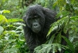 Is it Safe to Go Gorilla Trekking in Rwanda 2024?