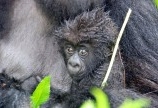 Is it Safe to Go Gorilla Trekking in Rwanda 2024?