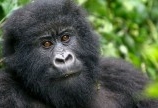 Is it Safe to Go Gorilla Trekking in Rwanda 2024?