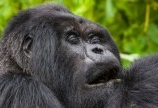 1. Discover the Mountain Gorillas (Gorilla Safaris)