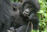 1. Discover the Mountain Gorillas (Gorilla Safaris)